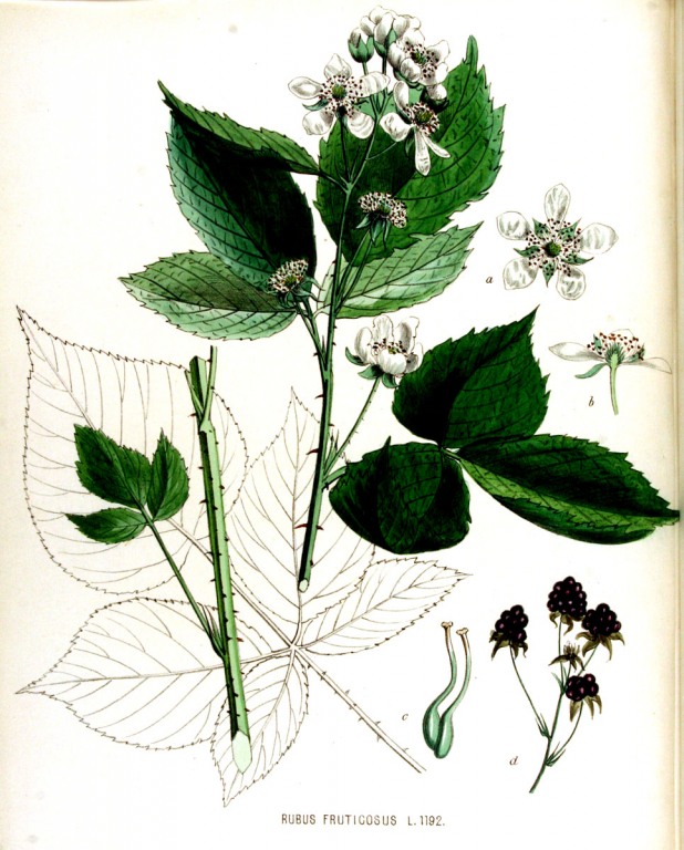Brombeer Litho